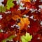 5ft. Pre-Lit Shades of Autumn Maple Artificial Fall Tree with 270 Warm White LED Lights